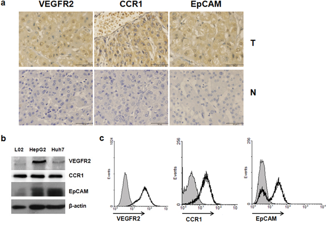 VEGFR2, CCR1 and EpCAM were highly expressed in HCC tissues and hepatoma cell lines.