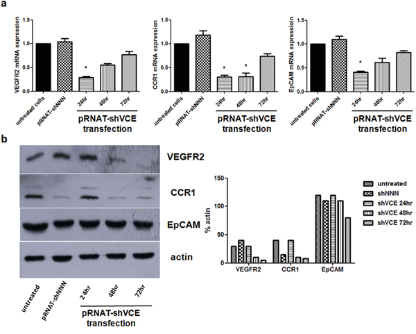 Effect of siRNA of pRNAT-shVCE on VEGFR2, CCR1, and EpCAM expression in Huh7 cells.
