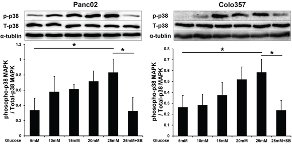 SB203580 inhibits the p38 MAPK phosphorylation induced by HG in PC cells.