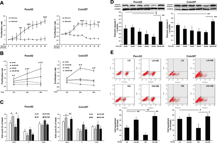 SB203580 inhibits HG-induced PC cell proliferation and anti-apoptotic effects in vitro.