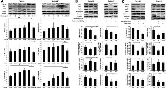 SB203580 inhibits HG-induced EMT through the TNF-&#x03B1; and p-NF&#x03BA;B pathways.