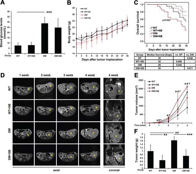 SB203580 significantly inhibits tumor growth and improves the prognosis of diabetic mice with pancreatic cancer.