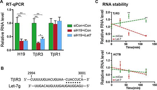 T&#x03B2;R3 is a target of the H19/let-7-mediated regulation.