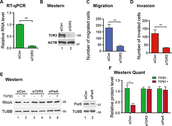 T&#x03B2;R3 positively impacts EVT migration and invasion through a non-canonical signaling pathway.