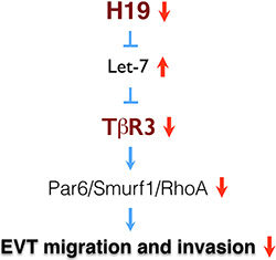A model of H19/T&#x03B2;R3-mediated signaling in the regulation of EVT migration and invasion.