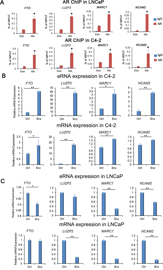 Verification of AR binding and expression of AR-eRNA and mRNA by quantitative PCR.