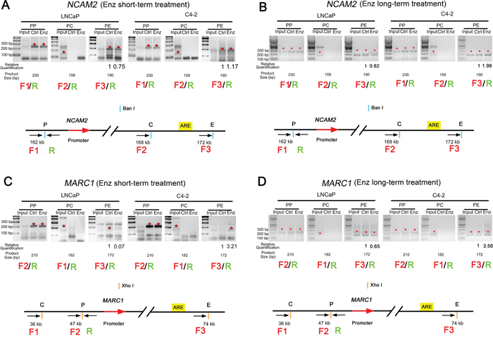 Enzalutamide treatment enhances enhancer-promoter interaction in the loci of NCAM2 and MARC1 in C4-2 cells.