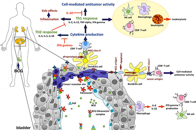Schematic view of BCG-induced antitumor activity and important cellular markers.