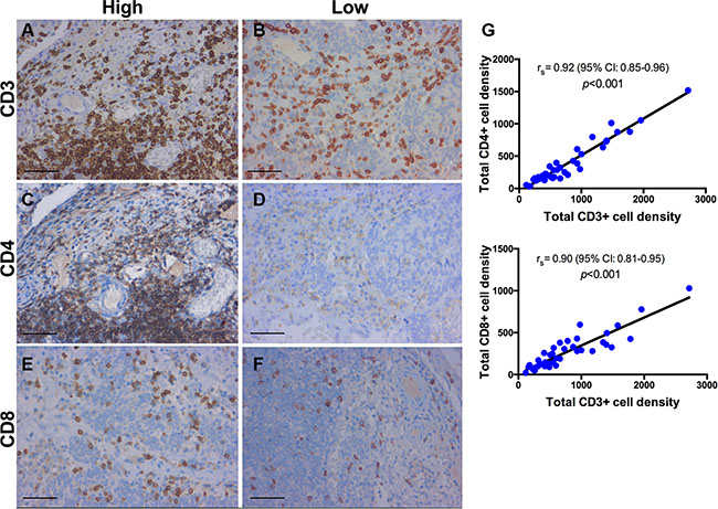 Immunohistochemistry for CD3+, CD4+, CD8+ T-cells.