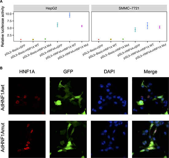 S247T mutation reduced HNF1A transactivity.