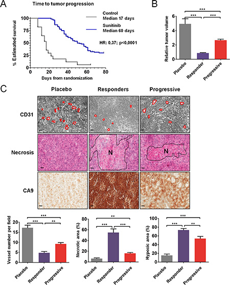 Antitumor and antiangiogenic effects of sunitinib in CAKI-1 RCC xenografts.
