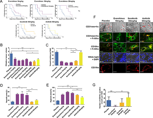 Everolimus effects on in vivo sunitinib-resistant tumors.