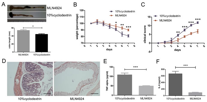 Neddylation inhibitor MLN4924 attenuates DSS-induced colitis in mice.
