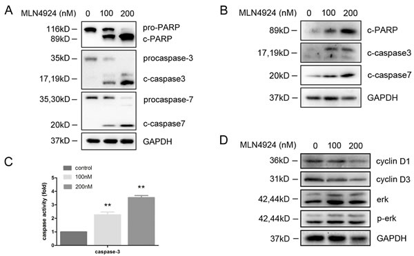 MLN4924 induced apoptosis is caspase dependent.