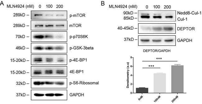 Inhibition of neddylation triggers Deptor accumulation to inactivate mTOR signaling pathway.