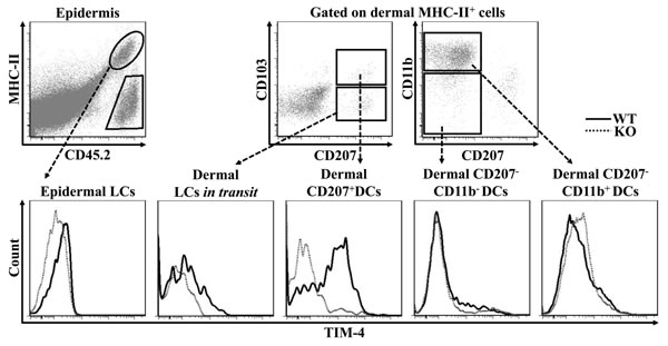 TIM-4 is differentially expressed by the distinct subsets of cutaneous DCs.