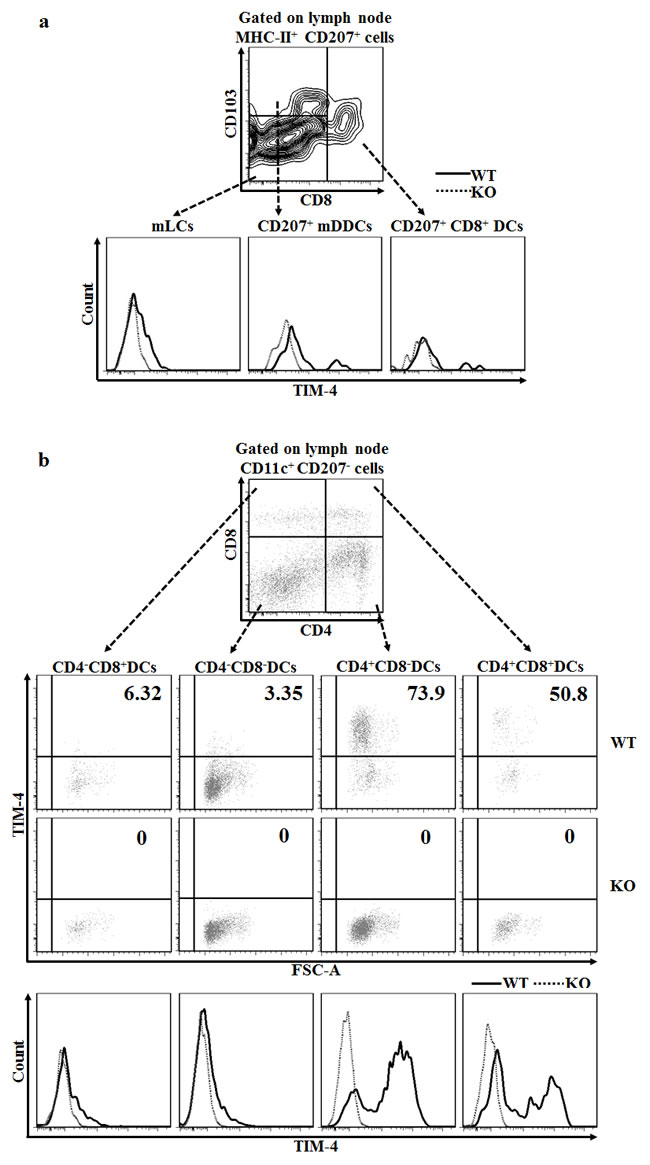Disparate expressions of TIM-4 in the different subsets of skin-draining LN DCs.