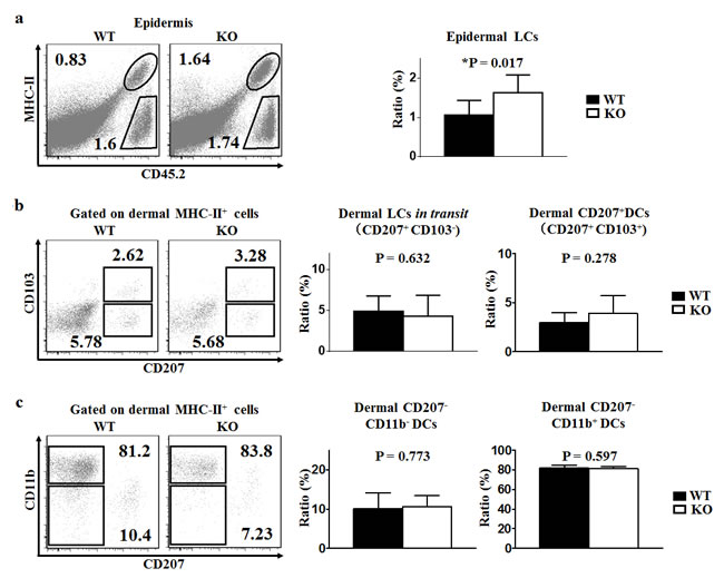 TIM-4 deficiency increases the ratio of epidermal LCs.