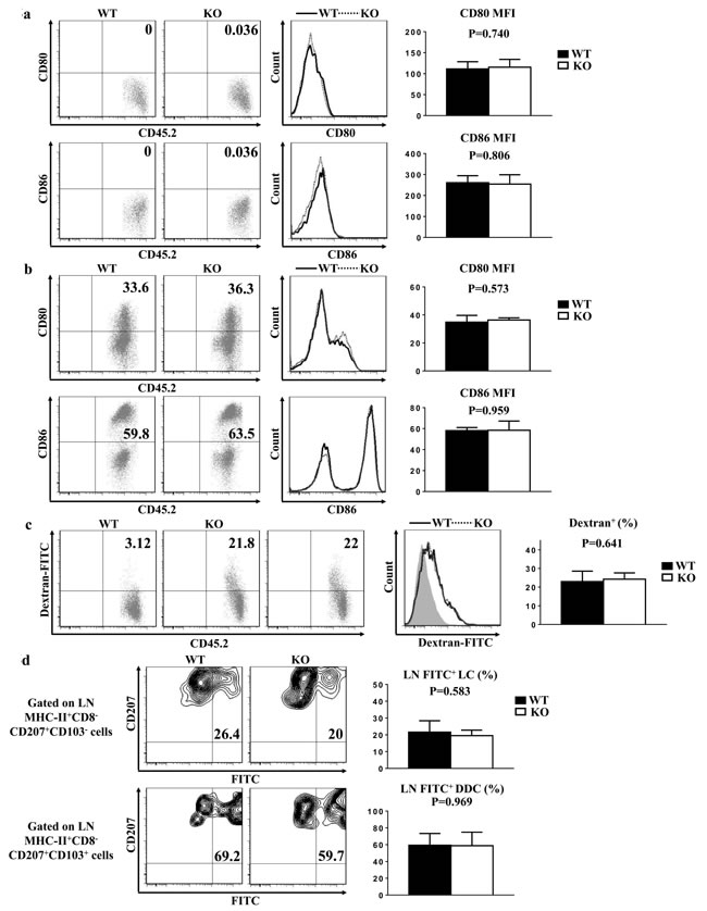 TIM-4 is not required for LC maturation, phagocytosis and migration.