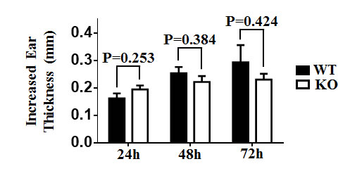 TIM-4 deficiency does not affect contact hypersensitivity response.