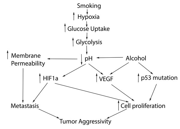 Hypoxic pathway possibly relates to smoking, leading to increased tumor aggressivity and poorer prognosis in HNC.