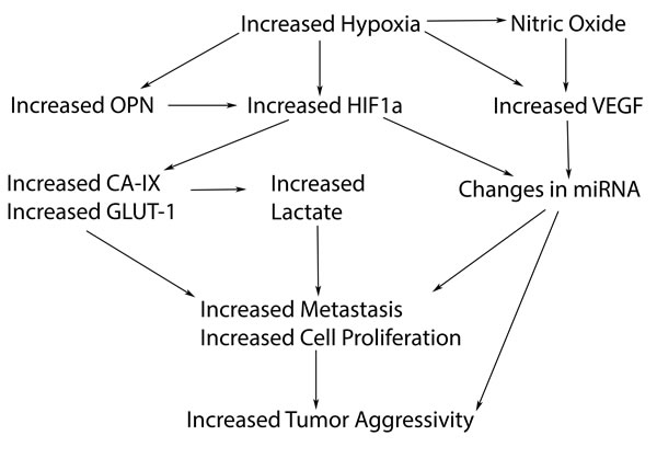 Hypoxic related biomarkers that may play a role in the hypoxic pathway leading to increased tumor aggressivity.