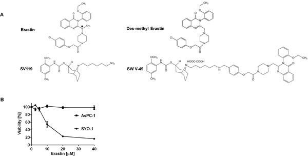 Chemical structures demonstrating the parental compounds and the novel drug conjugate SW V-49.