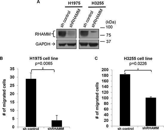 RHAMM is crucial for the migration capacity of human lung adenocarcinoma cell lines.