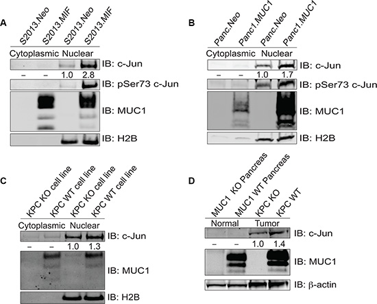 MUC1 increases expression of c-Jun protein.