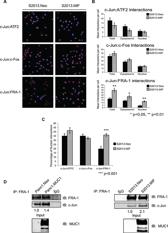 MUC1 enhances the interaction of c-Jun and FRA-1 in pancreatic cancer cells.
