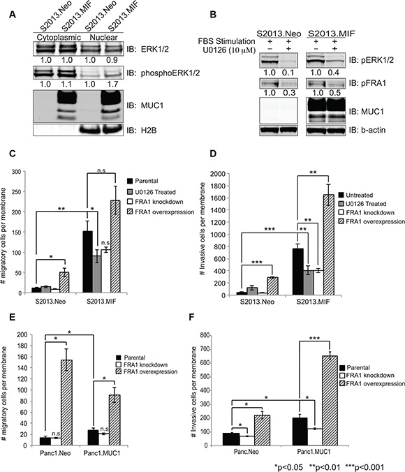 ERK activity and FRA-1 drive invasion and migration of pancreatic cancer cells.