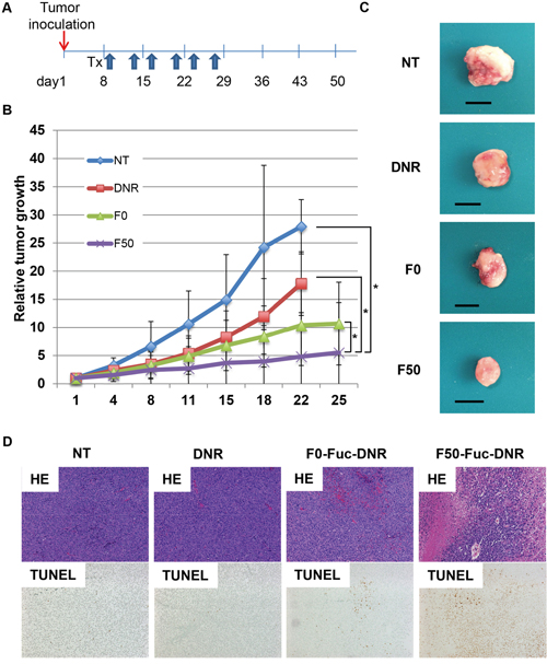 Fuc&#x2013;liposomes carrying daunorubicin suppressed tumor growth in a xenograft model.