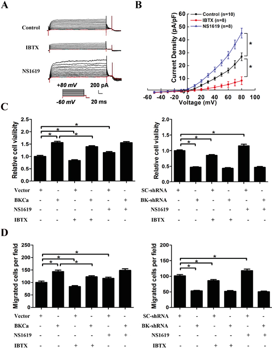 Effects of BKCa channel activator and inhibitor on the proliferation and migration of PC3 cells upon BKCa upregulation or downregulation.