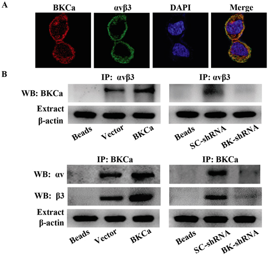 Characterization of the integrin &#x03B1;v&#x03B2;3/BKCa complex in prostate cancer PC3 cells.