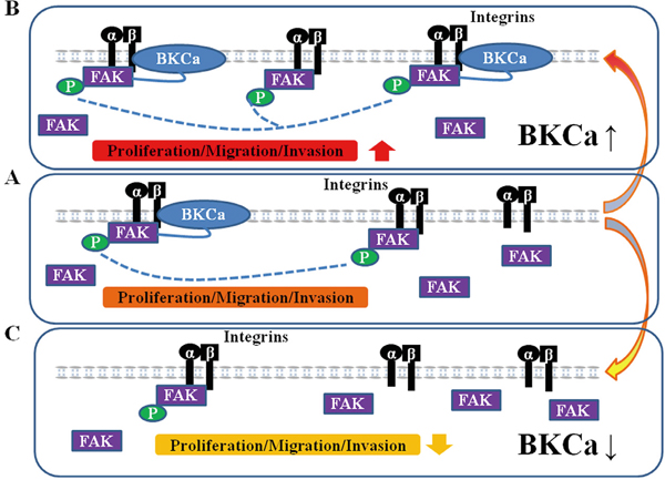 Proposed mechanism for the role of BKCa in regulating prostate cancer cell proliferation, migration and invasion.