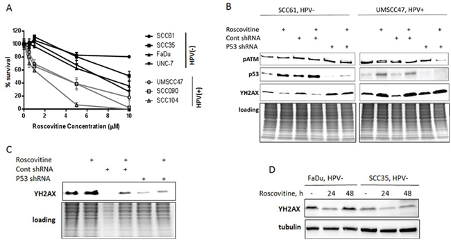 Roscovitine induces p53- and ATM-independent phosphorylation of H2AX and selectively inhibits growth in HPV-positive head and neck cancer cells.