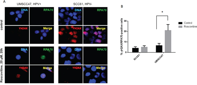 Roscovitine induces RPA foci formation in HPV+, but not in HPV-, head and neck cancer cells.