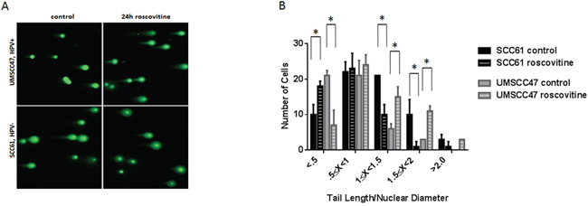 Roscovitine induces DNA damage exclusively in HPV+ head and neck cancer cells.