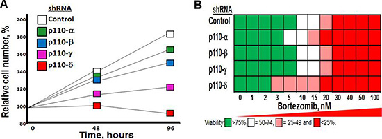 Effect of p110-&#x03B4; knockdown on MM cell growth and bortezomib sensitivity.