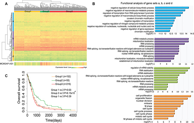 Comprehensive analysis of the expression and function of MCM3AP-AS- competing genes.