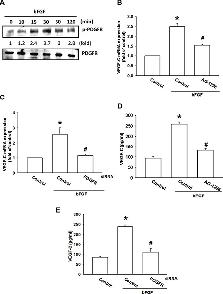 The PDGFR signaling pathway is involved in bFGF-induced VEGF-C expression.