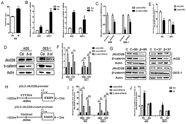 &#x03B2;-catenin stimulates H. pylori-induced JMJD2B upregulation.