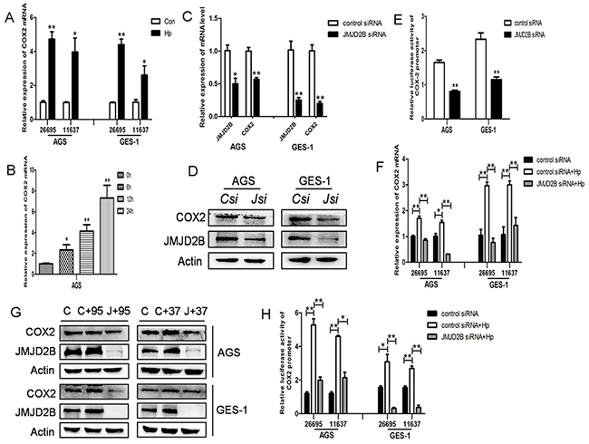 H. pylori-induced COX-2 activation is JMJD2B-dependent.