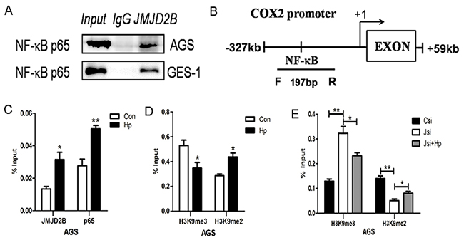 JMJD2B cooperates with NF-&#x03BA;B to regulate COX-2 expression in gastric epithelial cells.