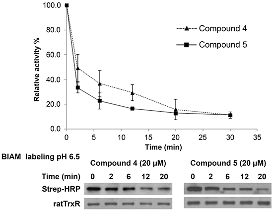 Investigation of the interaction of lead indolin-2-one compounds with the Sec residue in the C-terminal active center of TrxR.