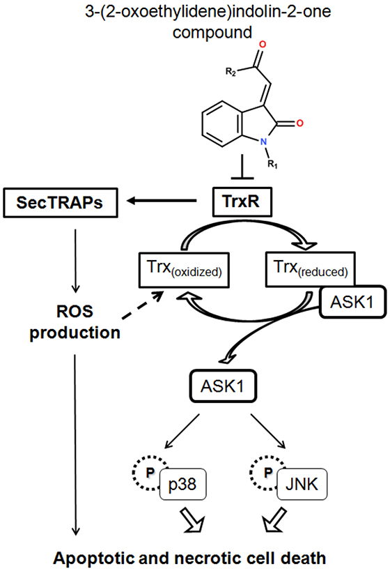 A summary of cellular events resulting from TrxR inhibition caused by treatment with indolin-2-one compounds.