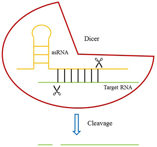 The design of DICERi.