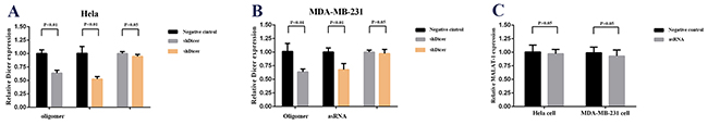 Effect of co-transfection of MALAT-1 asRNA vector and shDicer vector or negative control vector and shDicer vector on relative MALAT-1 expression level in Hela cell and MDA-MB-231 cell.