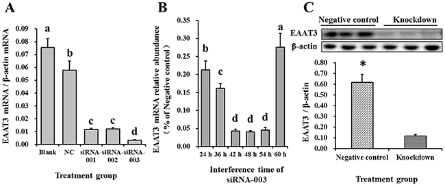 Screening for the optimal EAAT3 siRNA and interference time in IPEC-J2 cells.