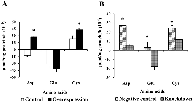 Effects of EAAT3 overexpression A. and knockdown B. on amino acid transport in IPEC-J2 cells.